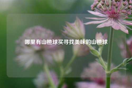 哪里有山楂球买寻找美味的山楂球