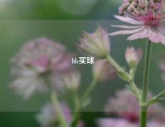 bb买球
