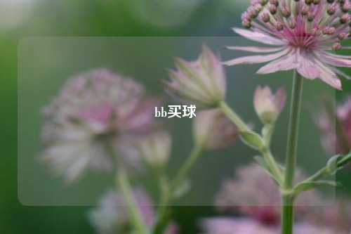 bb买球